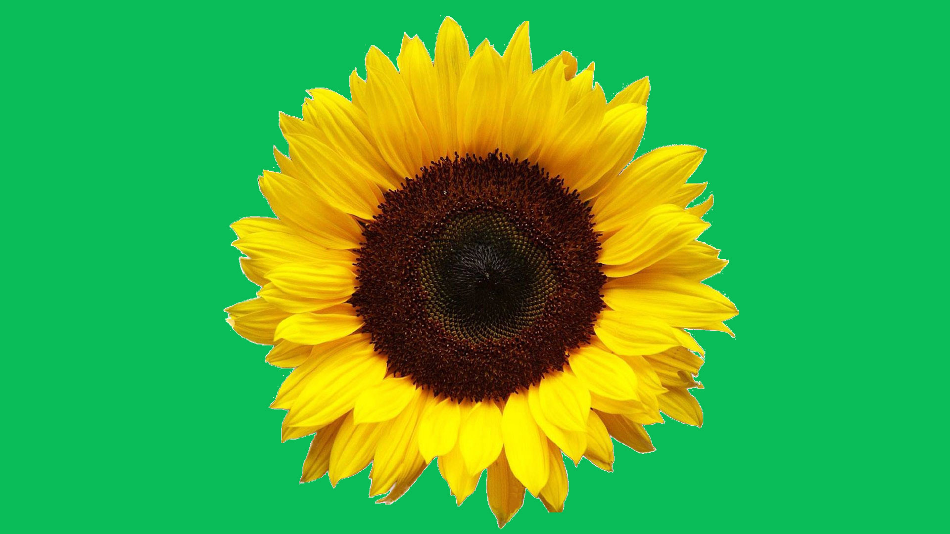 Yellow sunflower on green background